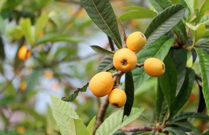 枇杷秋季施肥，就用綠之洲水溶肥